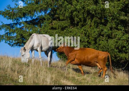 Konik und Rinder Stockfoto