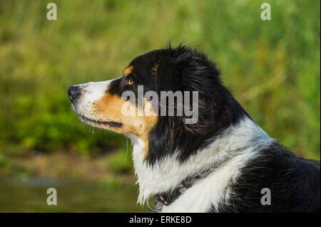 Border-Collie-Portrait Stockfoto