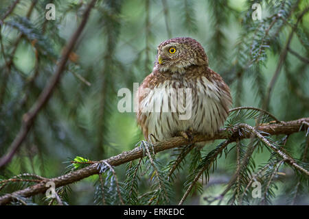 Eurasische Pygmy Eule (Glaucidium Passerinum) thront im Baum, Sachsen, Deutschland Stockfoto