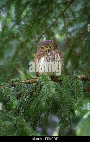 Eurasische Pygmy Eule (Glaucidium Passerinum) thront im Baum, Sachsen, Deutschland Stockfoto