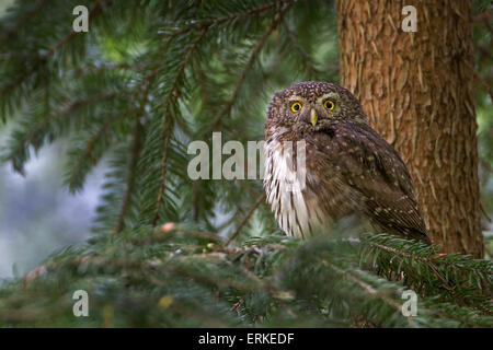 Eurasische Pygmy Eule (Glaucidium Passerinum) thront im Baum, Sachsen, Deutschland Stockfoto