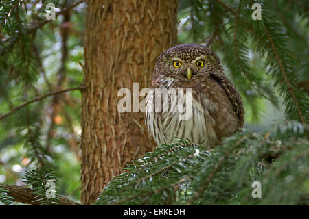 Eurasische Pygmy Eule (Glaucidium Passerinum) thront im Baum, Sachsen, Deutschland Stockfoto