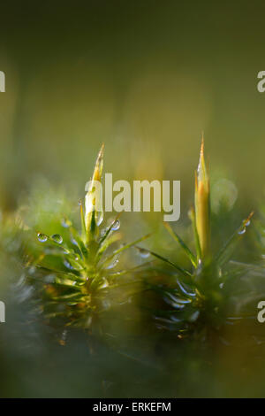 Common Haircap Moss (Polytrichum commune), Emsland, Niedersachsen, Deutschland Stockfoto