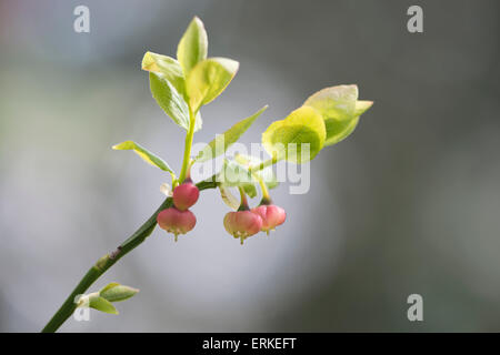 Heidelbeere (Vaccinium myrtillus), Emsland, Niedersachsen, Deutschland Stockfoto