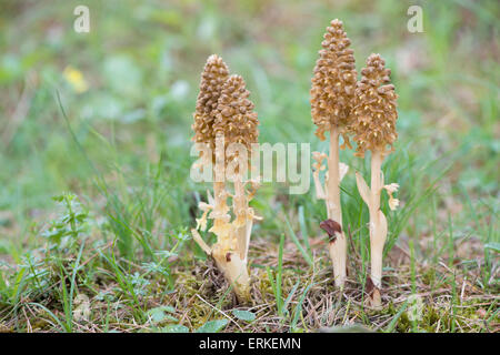 Bird's Nest Orchid (Neottia nidus-avis), Rothenstein Nature Reserve, Thüringen, Deutschland Stockfoto