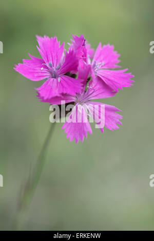 Kartäuser Rosa (Dianthus carthusianorum), Rothenstein Nature Reserve, Thüringen, Deutschland Stockfoto