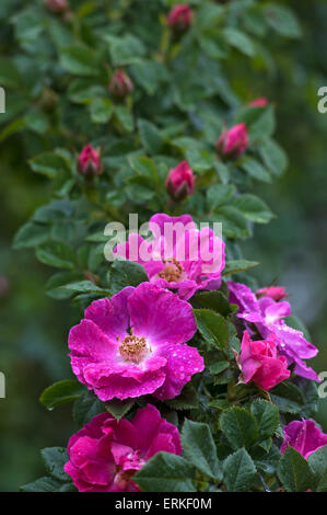 Blüten und Knospen von einer Wildrose (Rosa SP.), Bayern, Deutschland Stockfoto