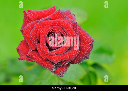 Rote rose mit Regentropfen, Hybrid Teerose, Schwarze Madonna, North Rhine-Westphalia, Deutschland Stockfoto
