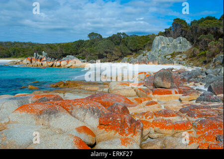 Strand, Bay of Fire, Tasmanien, Australien Stockfoto