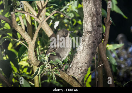 Heathfield, East Sussex, UK.4. Juni 2015.Young Starling. Ein glorreicher Start in Den Sommer im Garten. . Stockfoto