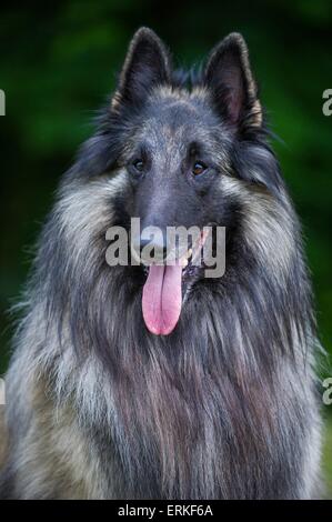 Tervueren-Portrait Stockfoto