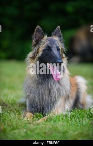 liegenden Tervueren Stockfoto