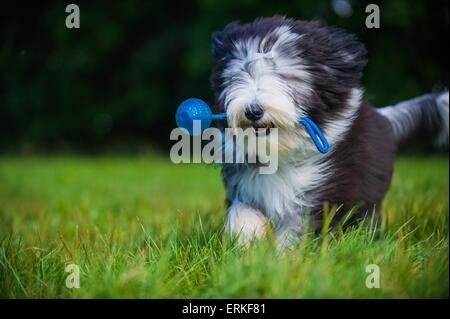 Bearded Collie spielen Stockfoto