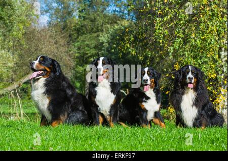 Berner Sennenhunde Stockfoto