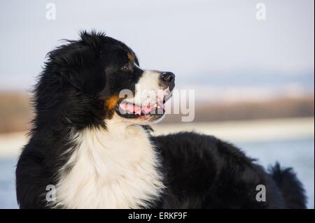 Berner Sennenhund-Portrait Stockfoto