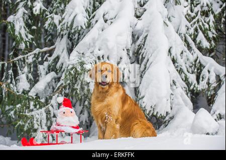 Golden Retriever im Schnee Stockfoto