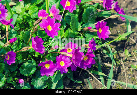 Lila Blumen Stockfoto