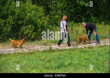 Nova Scotia Duck Tolling Retriever Charakter getestet Stockfoto