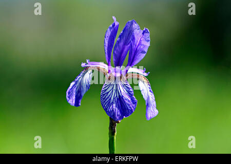 Einzelne Wildblumen der Sibirische Schwertlilie (Iris Sibirica) im grünen Wiese Stockfoto