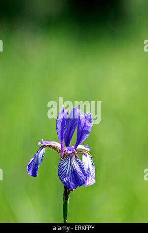 Einzelne Wildblumen der Sibirische Schwertlilie (Iris Sibirica) im grünen Wiese Stockfoto