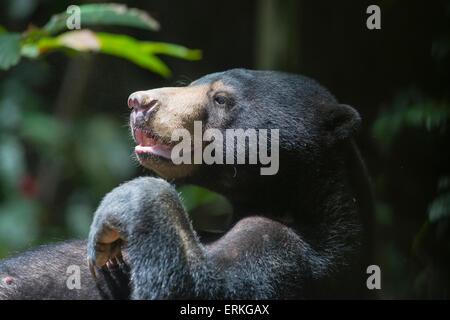 Bornean Sun Bear, Helarctos Malayanus, entspannen Sie sich auf Protokoll an die Bornean Sun Bear Conservation Centre, BSBCC, in Sepilok, Sabah, Ma Stockfoto
