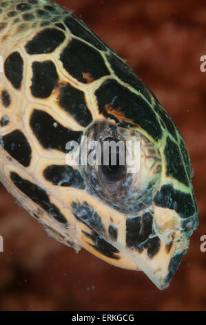 Hawksbill Turtle, Eretmochelys Imbricata, Nahaufnahme Kopf geschossen, Tunku Abdul Rahman Park, Kota Kinabalu, Sabah, Malaysia, Stockfoto