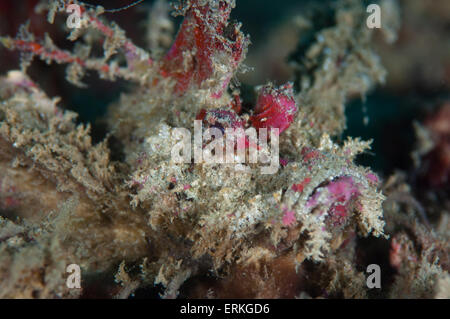 Stachelige Teufel Fisch, Inimicus Didactylus, Sapi Island, TARP, Borneo, Malaysia Stockfoto