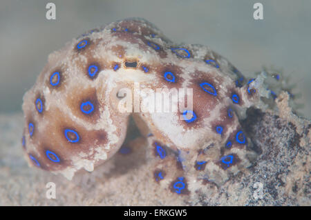 Blau beringt Tintenfisch, Hapalochlaena Lunulata, Sapi Island, TARP, Sabah, Borneo, Malaysia Stockfoto