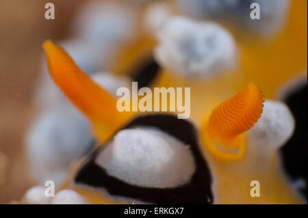 Ocellated Phyllidia, Phyllidia Ocellata, Nahaufnahme Schuss, Tunku Abdul Rahman Park, Kota Kinabalu, Sabah, Malaysia Stockfoto
