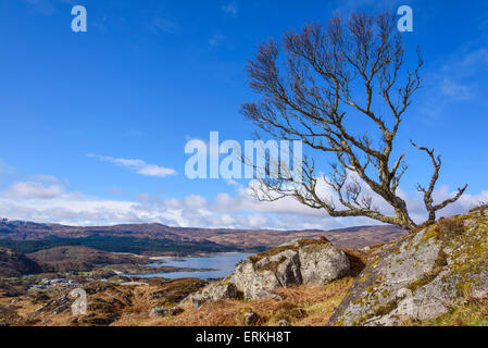 Baum über Ardtoe Bucht, Ardnamurchan Halbinsel, Lochaber, Highlands, Schottland Stockfoto