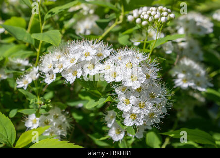 Puzyreplodnik Kalinolistny, Physocarpus opulifolius Stockfoto