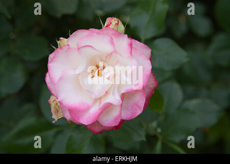 Rose Blume Stockfoto