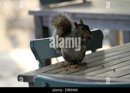 Sciurus Carolinensis (Grey Squirrel) auf einem Tisch in The Spice Route, Paarl, Cape Winelands. Stockfoto