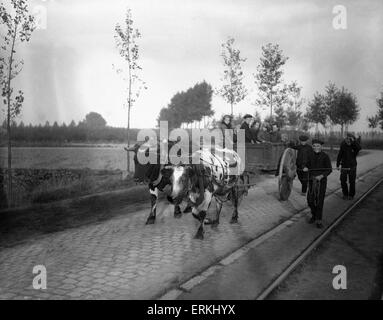 Schooneraende, belgische Flüchtlinge fahren Bullock Wagen Flucht vor der anrückenden deutschen Armee. Ca. September 1914 Stockfoto