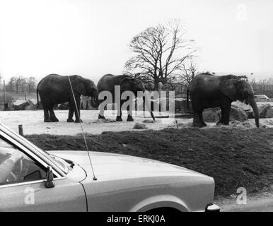 West Midland Safari- und Freizeitpark befindet sich in Bewdley, Worcestershire, England. Afrikanische Elefanten. 1. Mai 1980. Stockfoto