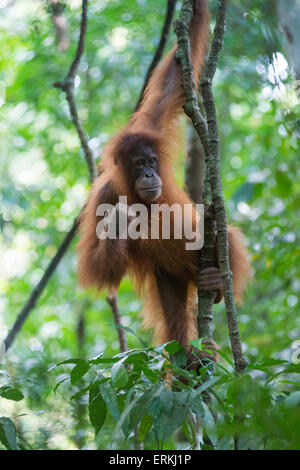 Sumatra-Orang-Utan, Pongo Abelii, junge im Baum, Gunung Leuser National Park, Nord-Sumatra, Indonesien. Stockfoto