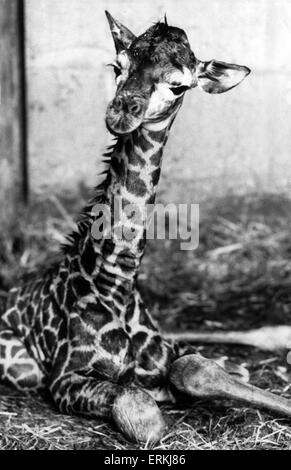 West Midland Safari- und Freizeitpark befindet sich in Bewdley, Worcestershire, England. Baby-Giraffe. 11. März 1985. Stockfoto