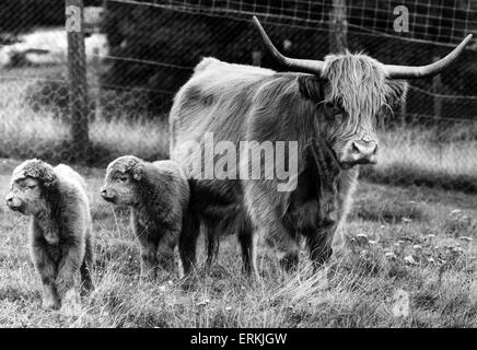 West Midland Safari- und Freizeitpark befindet sich in Bewdley, Worcestershire, England. Tilly und Tammy, twin Highland Kälber. 10. September 1986. Stockfoto