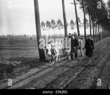 Schooneraende, belgische Flüchtlinge fahren Bullock Wagen Flucht vor der anrückenden deutschen Armee. Ca. September 1914 Stockfoto