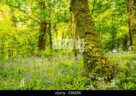 Rosecraddoc Holz in Cornwall Stockfoto