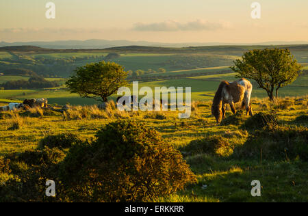 Pferde grasen auf Bodmin Moor im warmen Abendlicht Stockfoto