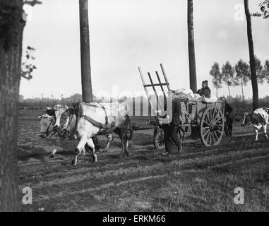 Schooneraende, belgische Flüchtlinge fahren Bullock Wagen Flucht vor der anrückenden deutschen Armee. Ca. September 1914 Stockfoto