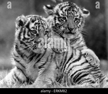 West Midland Safari- und Freizeitpark befindet sich in Bewdley, Worcestershire, England. Tigger und Topper, männliche Tiger Cubs, 6. Juni 1986. Stockfoto