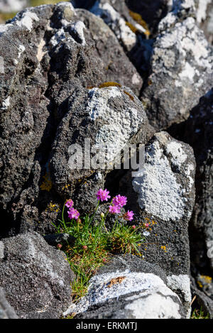 Sparsamkeit, Armeria Maritima, Wildblumen, Ardnamurchan Halbinsel, Lochaber, Highlands, Schottland Stockfoto