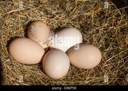 Frisch gelegten Eiern Stockfoto