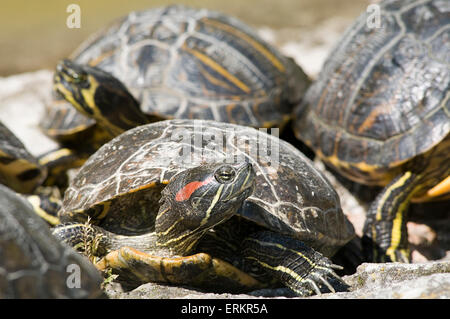 rote eared Terrapin Sumpfschildkröten Aalen Erwärmung blooded oben in der Sonne kalt Emydidae Sonnenbaden invasive Arten im Teich wild escap Stockfoto