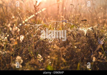 taufrische Spinnennetz und Herbst Rasen in Morgen Sonnenlicht Hintergrund Stockfoto