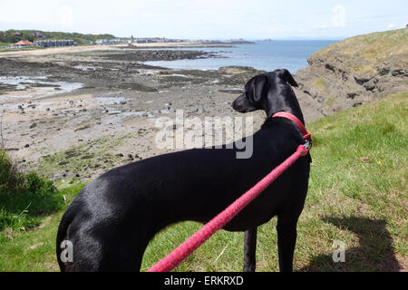 Hund an der Leine über Milsey Bucht, North Berwick Stockfoto