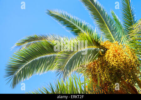 Palmenblättern und Termine über blauen Himmelshintergrund Stockfoto