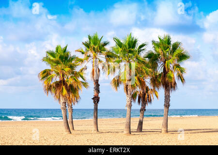 Palmen wachsen auf leeren Sandstrand in Spanien Stockfoto